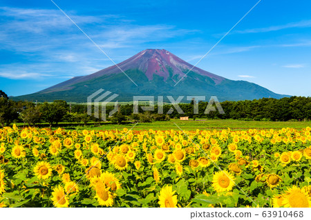 Sunflowers and Mt. Fuji seen from Yamanakako Hananotsu Park 63910468