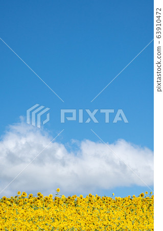 藍天和向日葵領域 63910472