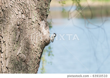 一棵大樹和一隻小鳥。 /一棵樹上的鳥。 一棵大樹和一隻小鳥。 /一棵樹上的鳥。 63910510