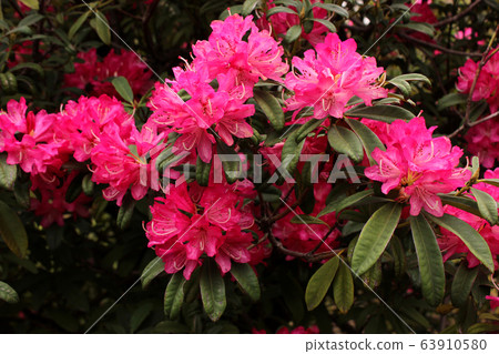 富麗堂皇的福壽院杜鵑花(3) 富麗堂皇的福壽院杜鵑花(3) 63910580