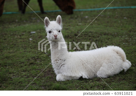 Children alpaca_Hokkaido 63911021