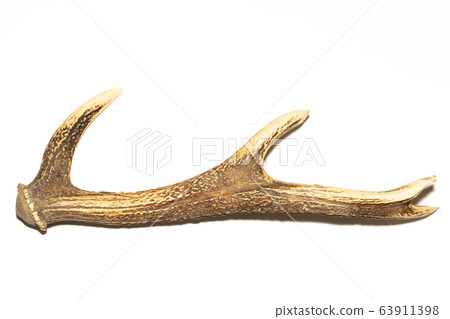 Deer horn 63911398