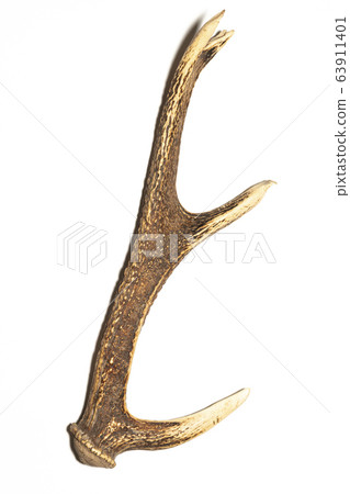 Deer horn 63911401