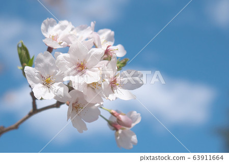 櫻花和藍天 63911664