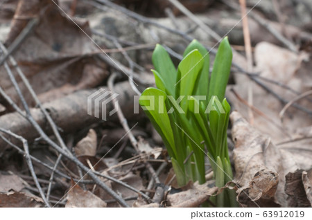 Allium ursinum young leaves Allium ursinum young leaves 63912019