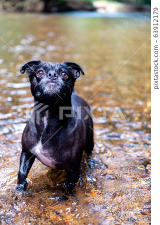 狗的行為抬頭 63912179