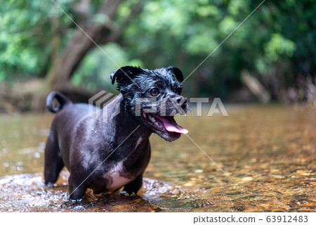 狗的行為，面部表情期望 63912483