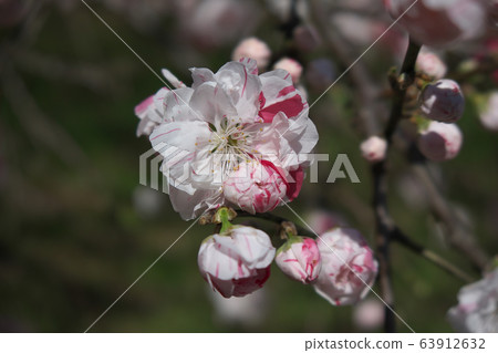 Genpei peach flowers with beautiful red and white Genpei peach flowers with beautiful red and white 63912632