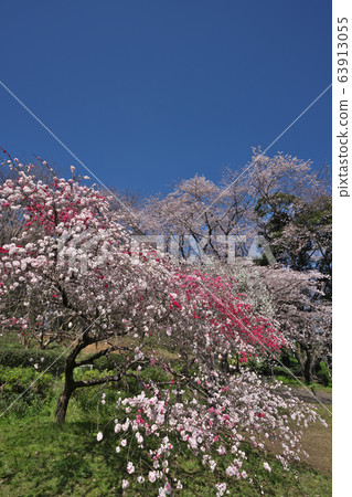 Genpei peach (front) and cherry blossoms (back right) at Kinuta Park Genpei peach (front) and cherry blossoms (back right) at Kinuta Park 63913055