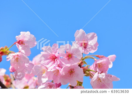 陽光下的櫻花盛開 63913630