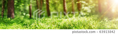 pine and fir forest panorama in spring 63913842