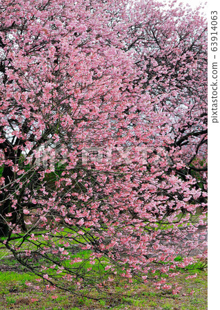 Tsubakiyaku 63914063