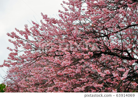 Tsubakikansakura 63914069