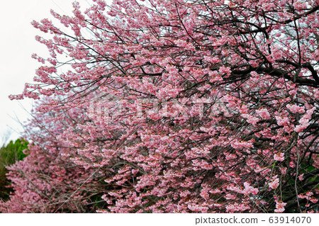 Tsubakikansakura 63914070