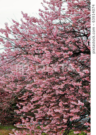 Tsubakiyaku 63914074