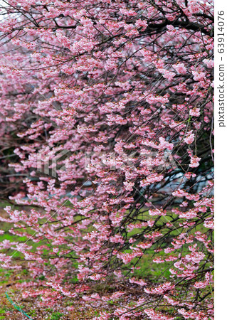 Tsubakikansakura Tsubakikansakura 63914076