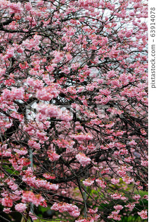 Tsubakikansakura Tsubakikansakura 63914078