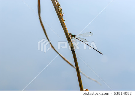 Oh yeah Oh yeah 63914092