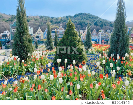 Tulip 63914545