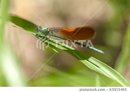 Damselfly Damselfly 63915465