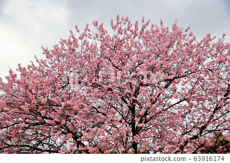 Tsubakiyaku 63916174