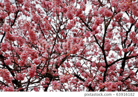 Tsubakikansakura 63916182