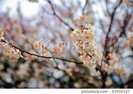 Tsubakikansakura Tsubakikansakura 63916187