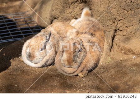 Rabbits in the sun, Narita, Chiba, Japan Rabbits in the sun, Narita, Chiba, Japan 63916248