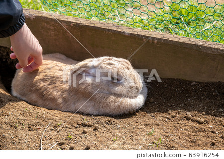 Rabbits in the sun, Narita, Chiba, Japan 63916254