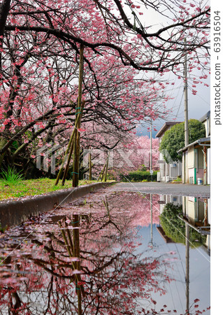 Tsubakikansakura 63916504