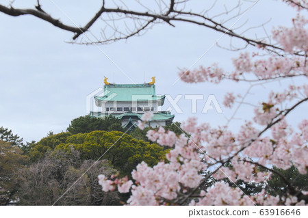 名古屋城堡和櫻花 名古屋城堡和櫻花 63916646