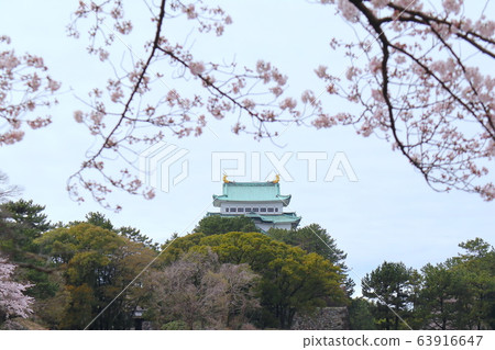 名古屋城堡和櫻花 名古屋城堡和櫻花 63916647