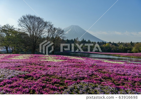 Shibazakura and Mt. Fuji 63916698
