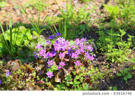 Snow flowering flower Snow flowering flower 63916746