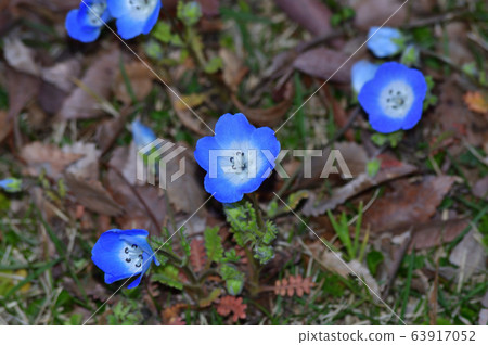 一片nemophila花的照片在草原的nemophila許多藍色花開花的 一片nemophila花的照片在草原的nemophila許多藍色花開花的 63917052