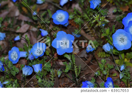 一片nemophila花的照片在草原的nemophila許多藍色花開花的 63917053
