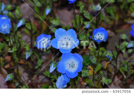 一片nemophila花的照片在草原的nemophila許多藍色花開花的 63917056