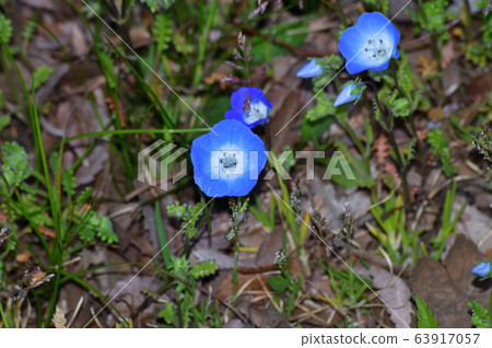 一片nemophila花的照片在草原的nemophila許多藍色花開花的 63917057