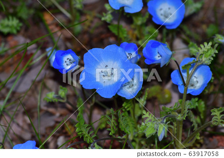 一片nemophila花的照片在草原的nemophila許多藍色花開花的 63917058