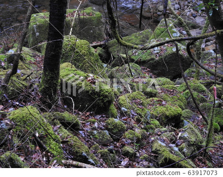 Moss moss 63917073