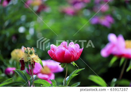 A beautiful peony flower blooming in red 63917287
