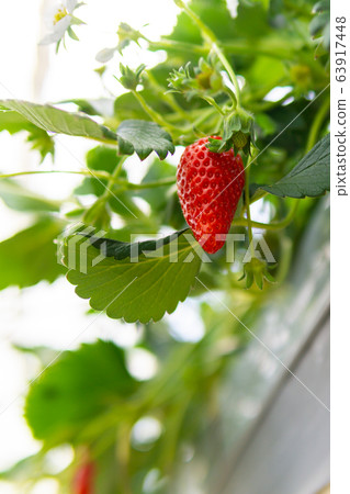 Strawberry picking Strawberry picking 63917448