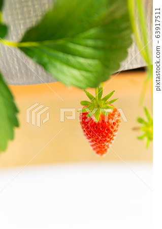 Strawberry picking Strawberry picking 63917511