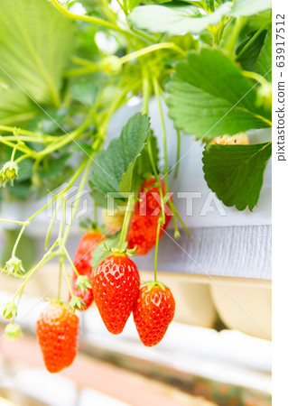 Strawberry picking Strawberry picking 63917512