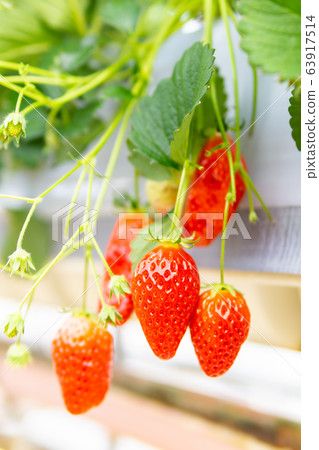 Strawberry picking Strawberry picking 63917514