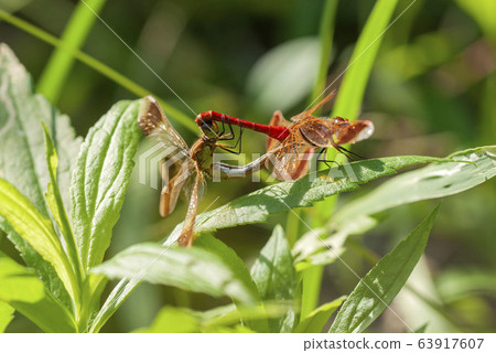 Miyama Macane Miyama Macane 63917607