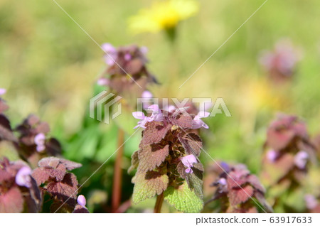 Looking far away Looking far away 63917633