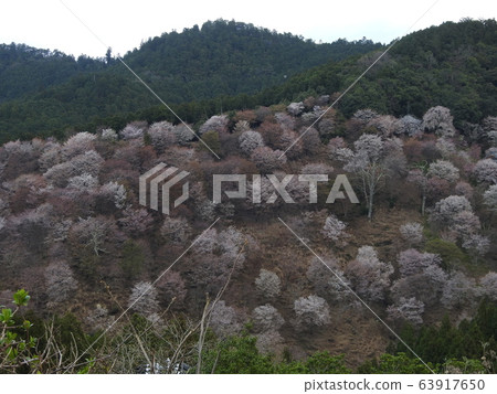 Yoshino Sakura 2020 63917650