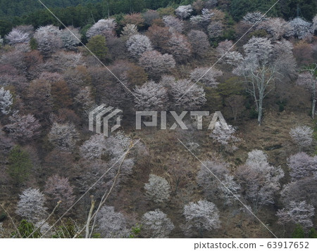 Yoshino Sakura 2020 63917652