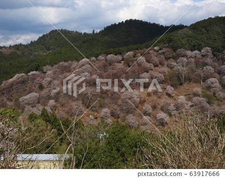 吉野櫻2020 63917666